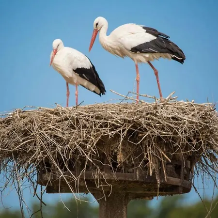 아파트 Bagatelle L'ecrin Du Ried Proche Europapark *