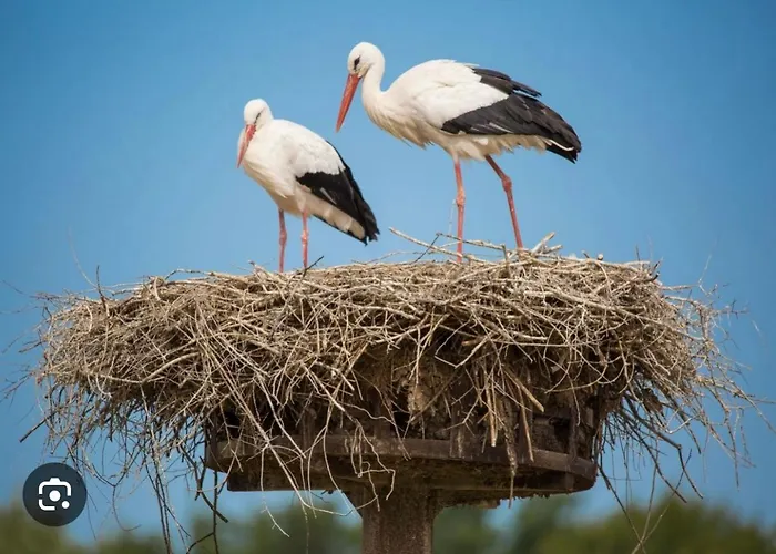 아파트 Bagatelle L'ecrin Du Ried Proche Europapark *
